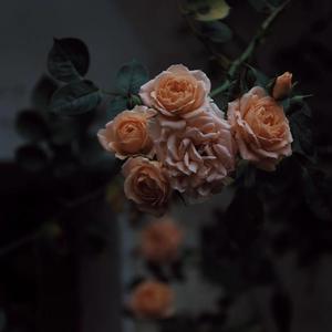 肛门犯罪电影在线观看
